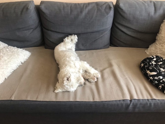 ソファの上で眠る白い犬