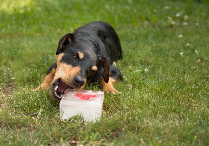 氷を食べる犬