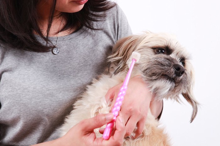 ピンクの歯ブラシを持つ女性と嫌がる犬