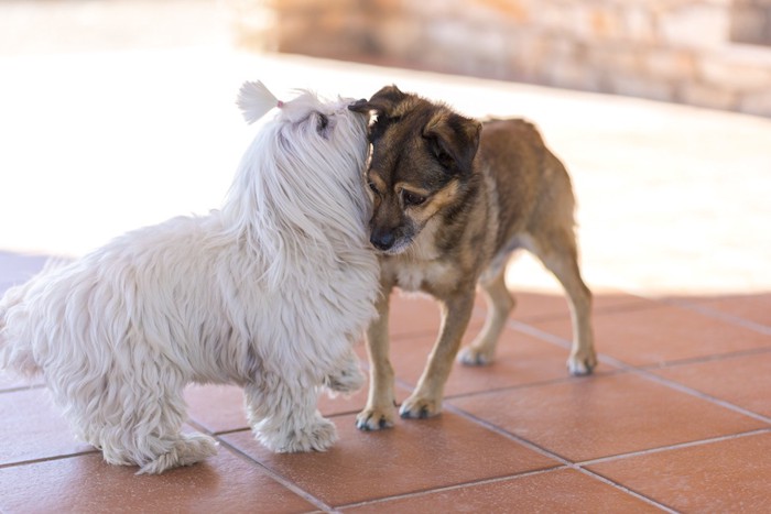 寄り添い合う白い犬と茶色い犬
