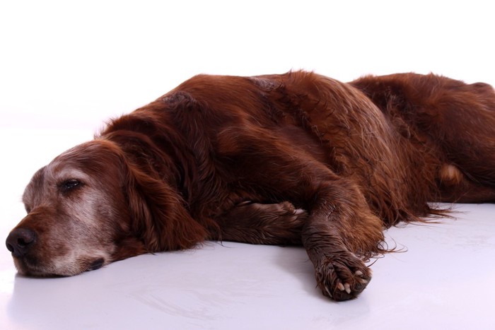 ː横たわる茶色の大型犬