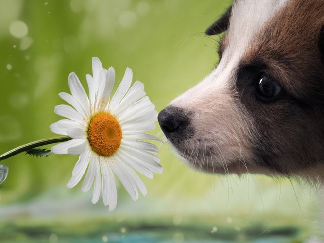 花を前にした犬