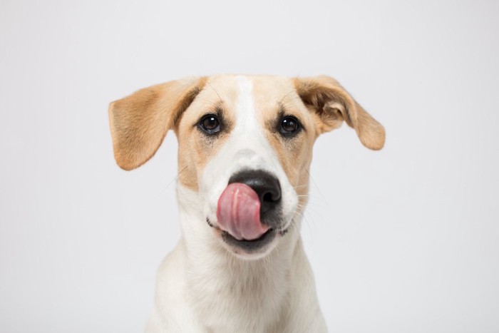 ペロリと舌を出している犬