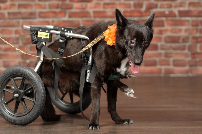 車椅子を使う犬