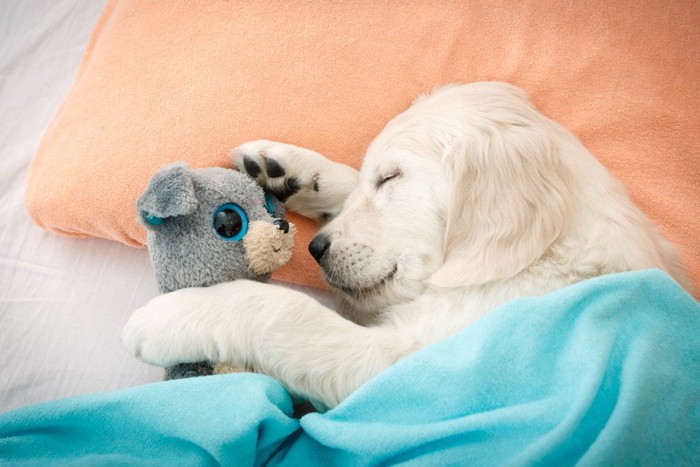 枕を使用しヌイグルミと一緒に眠る犬