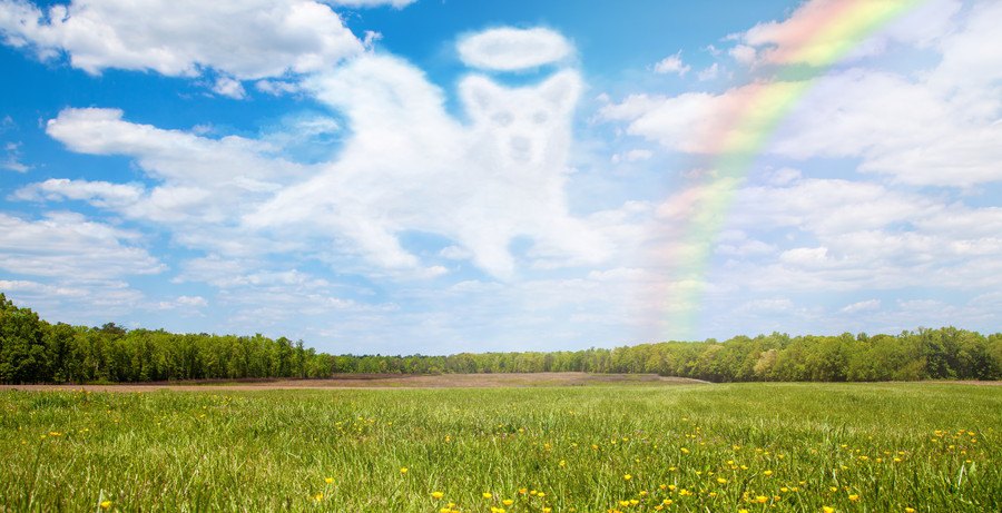 虹の橋と犬型の雲