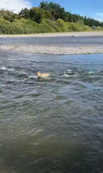 再度川に飛び込む犬