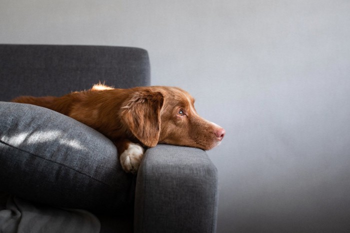 寂しそうにソファーで過ごす犬