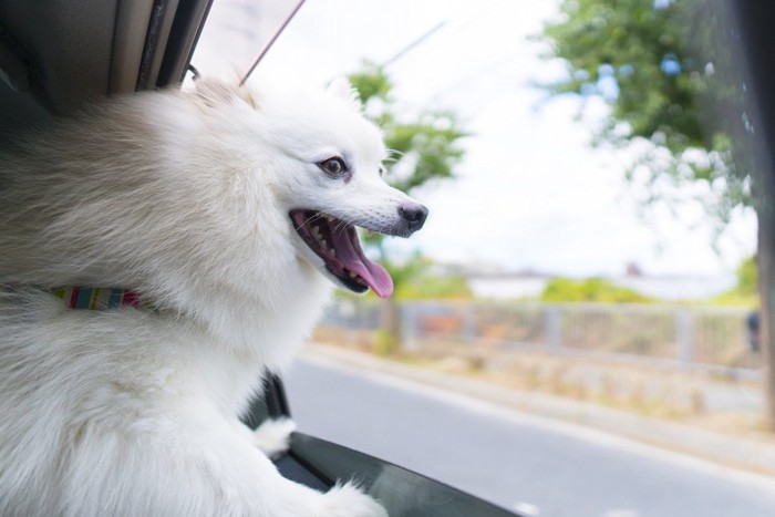 車の窓から外を眺める犬