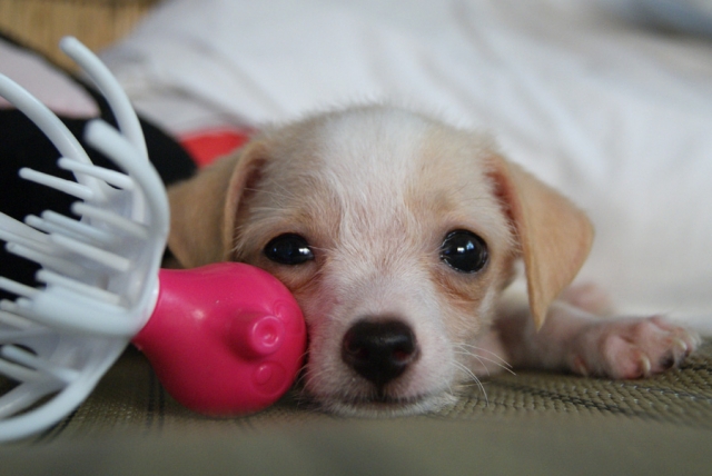 小型犬とピンクのおもちゃ