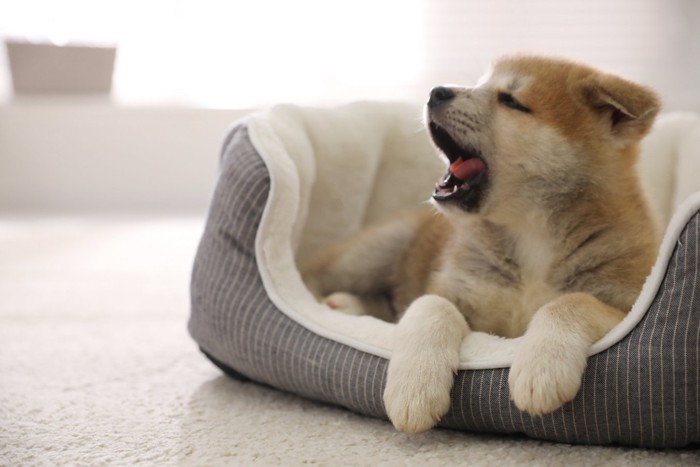 犬用ベッドであくびする子犬