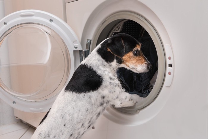 洗濯機を覗く犬
