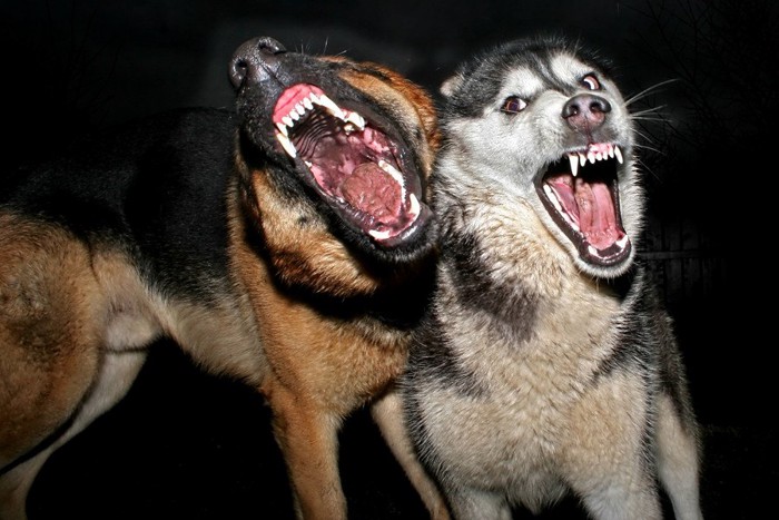 牙をむく2匹の犬