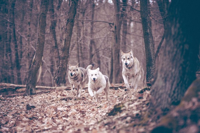 森の中を走る3匹の犬