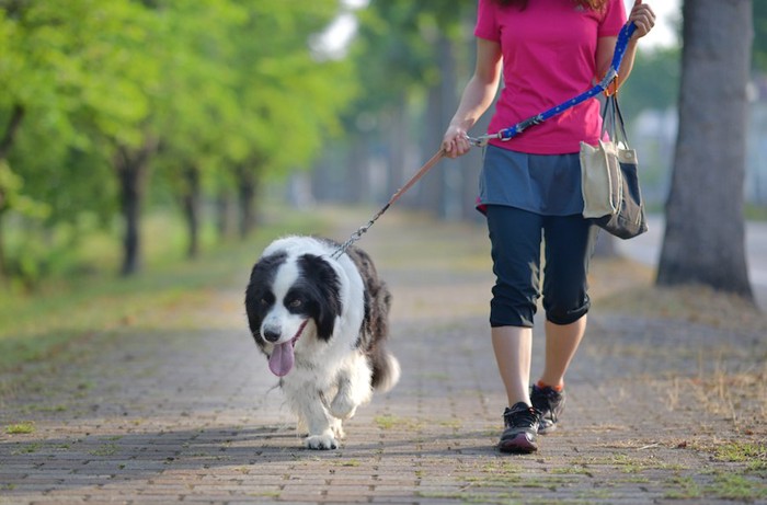 ピンク色の服の女性と散歩する犬