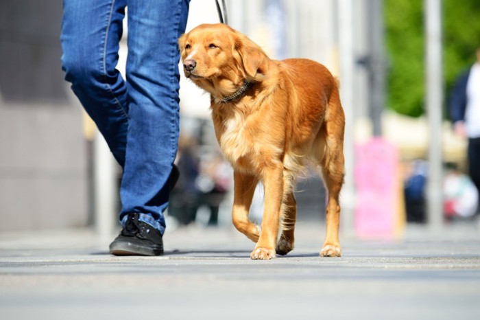 アスファルトを散歩する犬