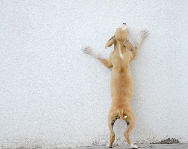 壁を引っ掻く犬