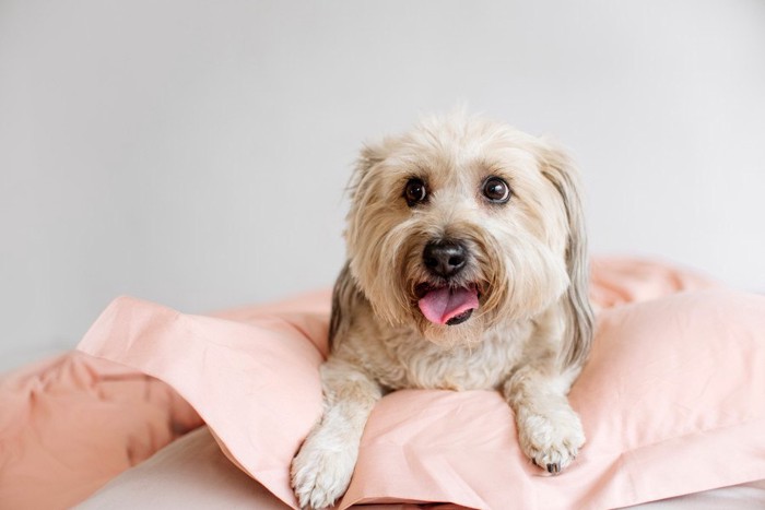 ピンクのお布団、長毛で垂れ耳の犬