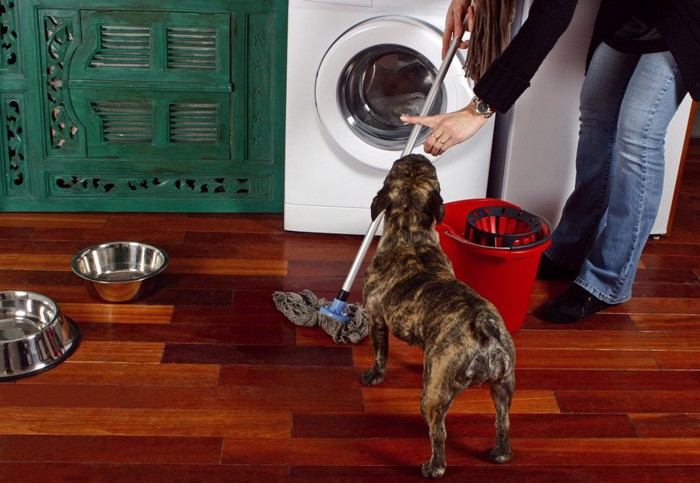 掃除する女性と犬