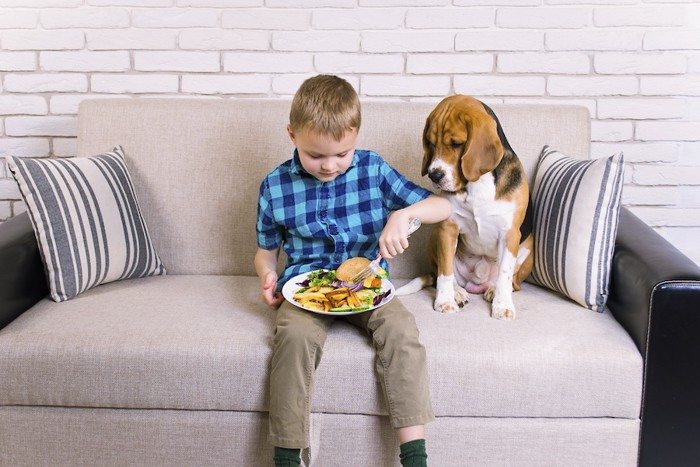 少年の食事を見つめる犬