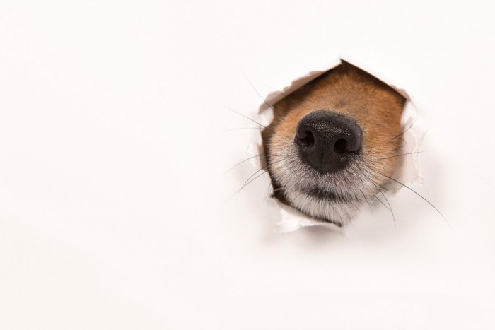 壁から覗く犬の鼻