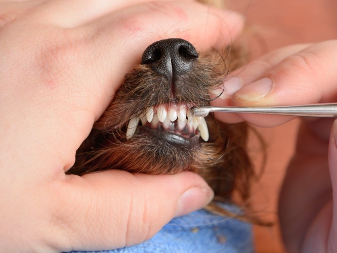 歯石取りをされている犬