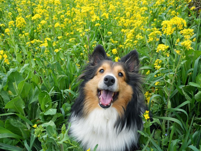 菜の花畑にいる犬
