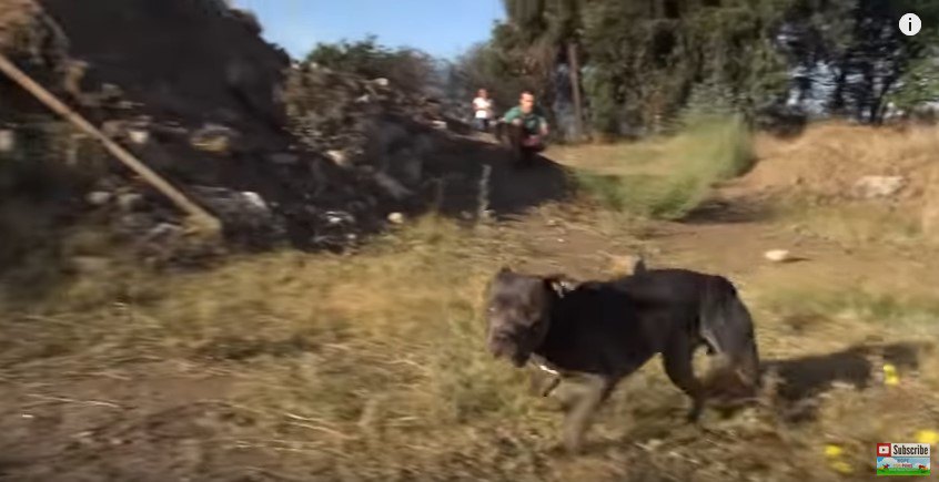 カメラを見ながら走る犬