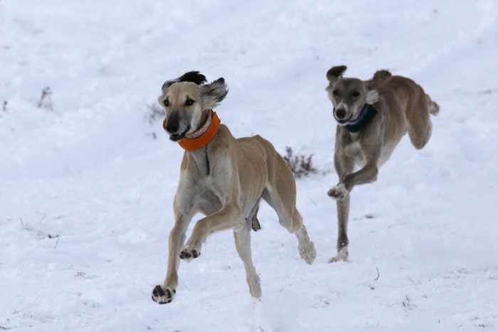 雪の中を走る2頭のタジー