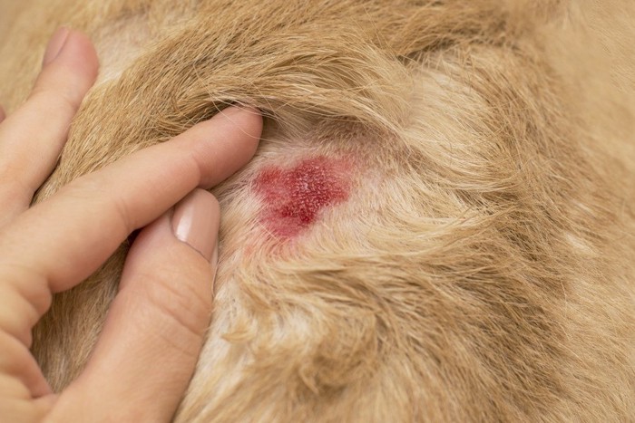 炎症している犬の皮膚のアップ