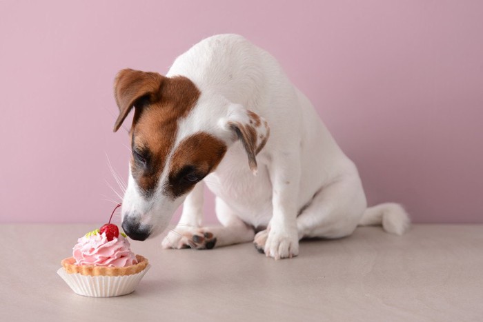 ケーキを食べようとする犬