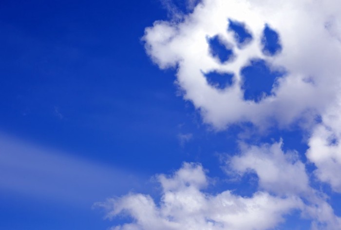 犬の足形の雲