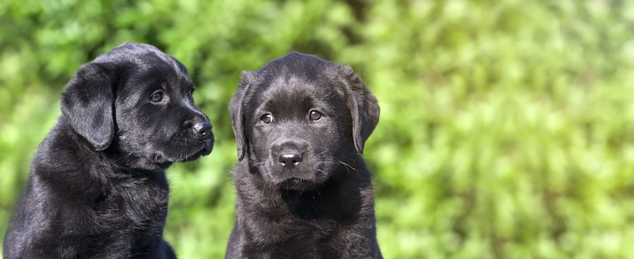 黒いラブラドールの二匹の子犬
