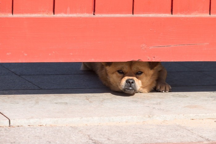 塀の下から顔を出す犬