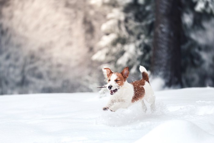 雪の上を走っている犬