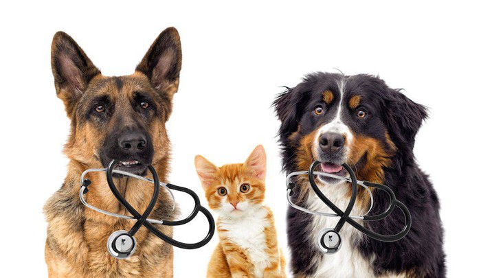 聴診器を咥えた二匹の犬と猫