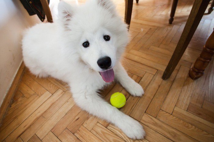 ボールで遊ぶ白い犬