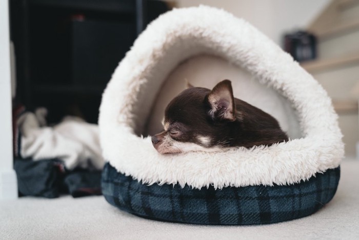 犬用ベッドの中で眠るチワワ