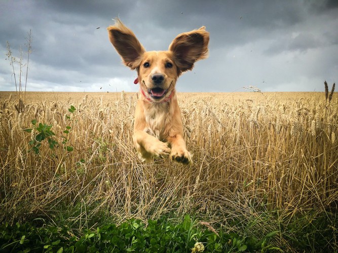 飛ぶように走る耳の大きな犬