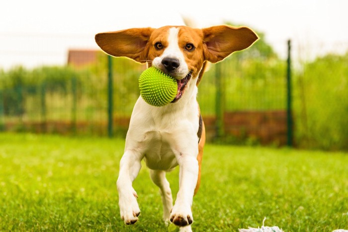 ボールを追いかけて遊ぶ犬