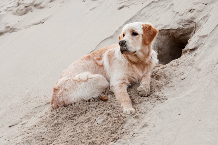 掘った穴でくつろぐ犬