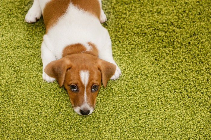 緑のカーペットの上で上目遣いのジャックラッセルの子犬
