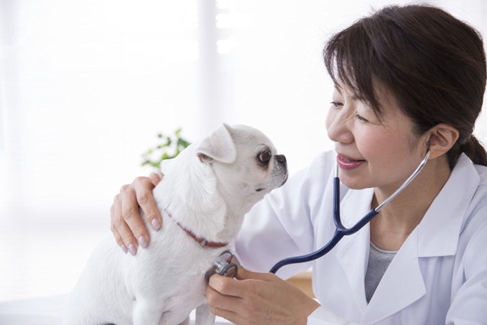 女性獣医師と白い犬