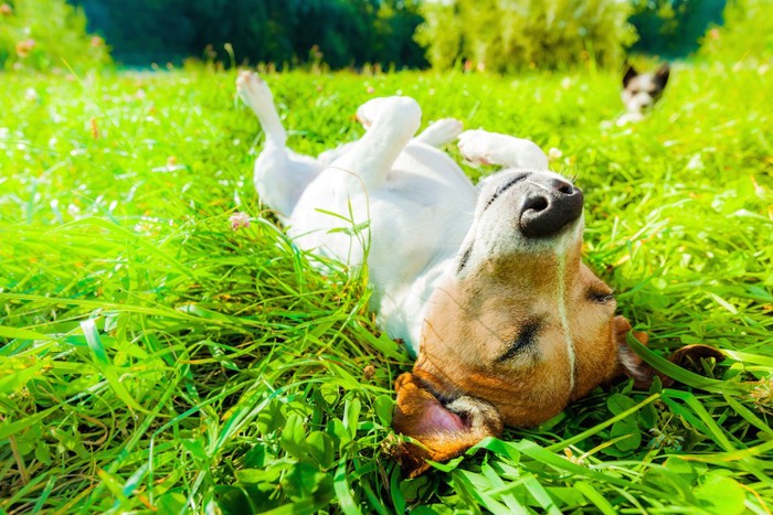草の中で寝転ぶ犬