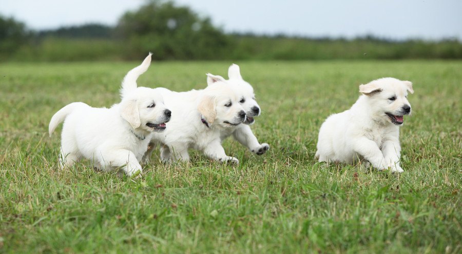 芝生を走る四頭の子犬