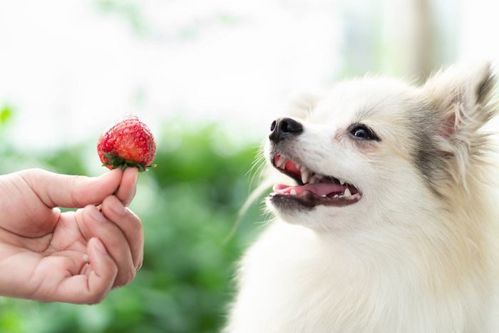 イチゴと犬