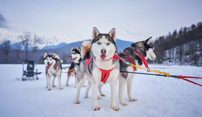 雪の上に立つハスキー犬たち