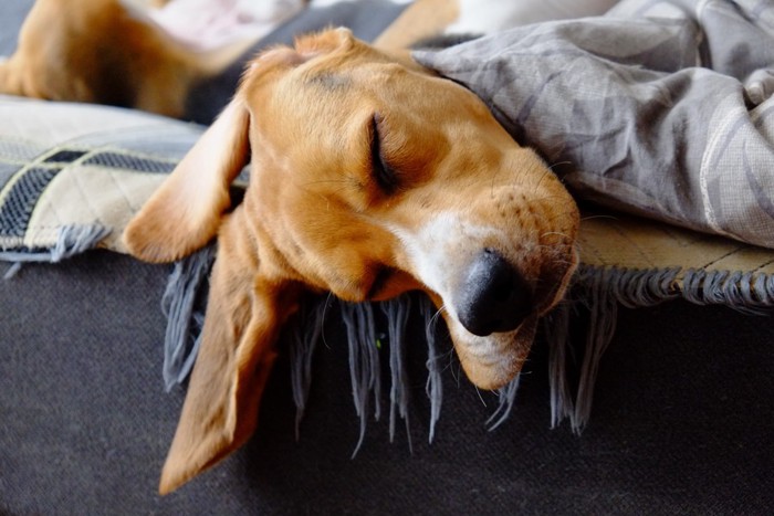 布団で眠る犬