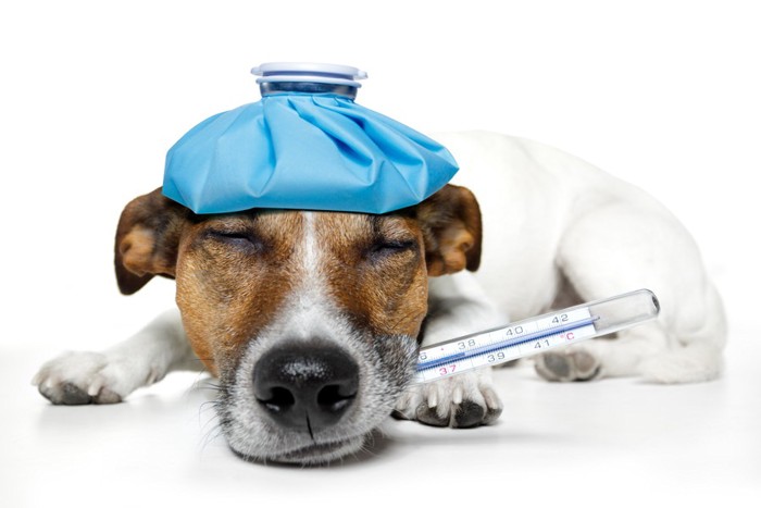 氷嚢と体温計を使う病気の犬