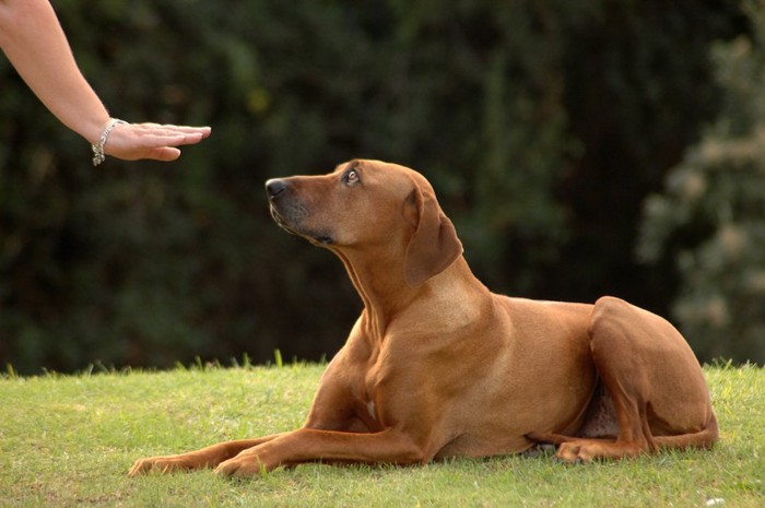 トレーニングしている飼い主と犬